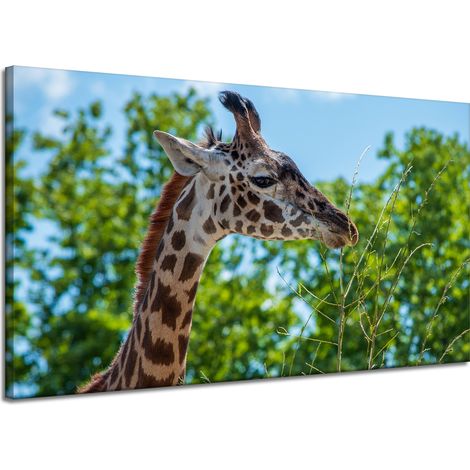 Leinwanddruck Tiere Giraffe 120x70 cm