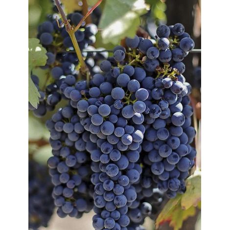 Vigne 'Hatif De Marseille - Muscat Noir' Pot de 2L/3L