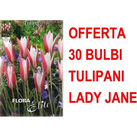 OFFERTA 30 BULBI TULIPANO LADY JANE