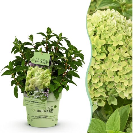 Hortensia Paniculé Groundbreaker Greeny Plante de Jardin Rustique Crème Vert 1 Plante Pot 14cm - PANGIVO (1/5)