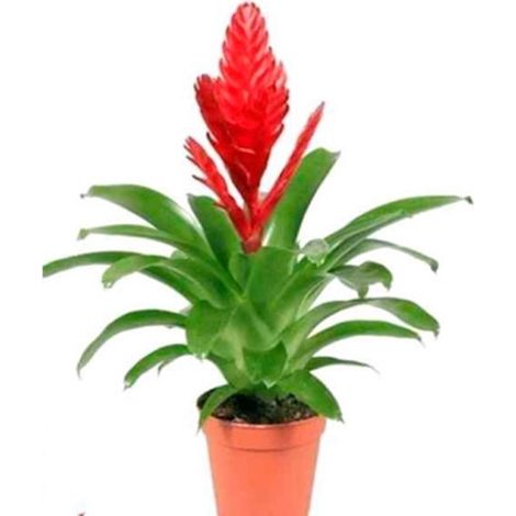 Planta Natural Vriesea Cristiane en Maceta M9