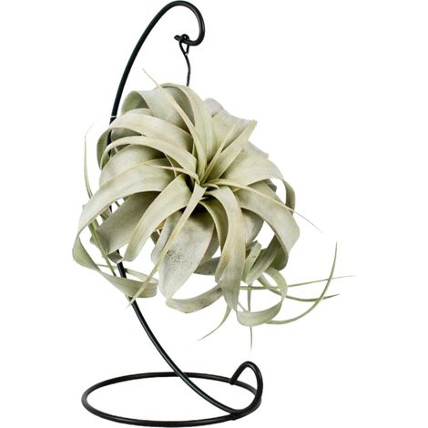 Tillandsia King Xero Plante Aérienne Design Rosette Gris-Vert Ø12 cm Hauteur 23 cm Déco Intérieur - PANGIVO