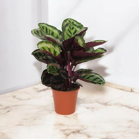 Gardenaria Calathea roseopicta 'Angela' - Pianta da interno ornamentale - Altezza: 80 cm (vaso 19) (1/5)