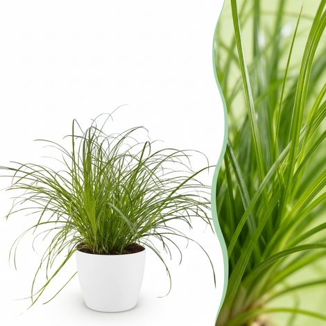 Cyperus alternifolius Zumula - Plante à Chats d'Intérieur avec Pot Blanc - Ø 12 cm - H 20 cm - PANGIVO (1/5)