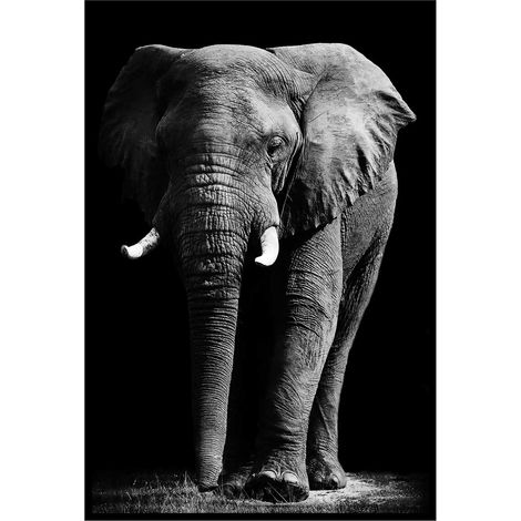 Affiche encadrée éléphant majestueux sur fond noir (1/5)