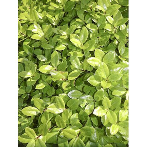 Pittosporum à petites feuilles 'Golden Ball' Pot de 2L/3L (1/2)