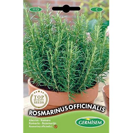 graines Romarin ROSMARINUS OFFICINALIS (1/2)