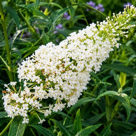 Gardenaria Buddleja davidii 'Nanho White'' - Arbusto ornamentale da giardino - Altezza: 40/60 cm (vaso19) (1/2)