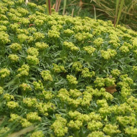 Azorelle trifurcata/Godet