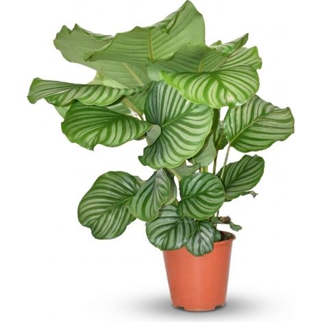 Calathea Orbifolia - Plante d'Intérieur Décorative - Feuilles Vert Argenté - Ø 19 cm - 60 cm - PANGIVO (1/4)
