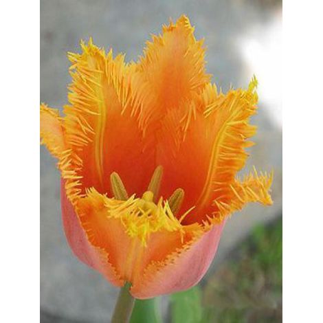 Tulipe dentelles 'Lambada' Bulbe calibre 11+ (par 10) (1/2)