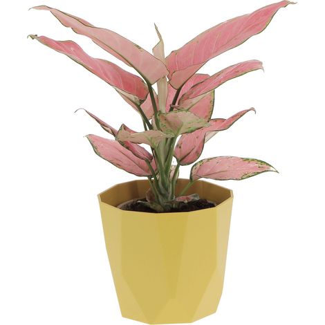 Aglaonema Pink Star con Eco-Vaso Ocra - Pianta Vera Purifica Aria - H 30-35 cm Vaso Ø 12 cm (1/4)