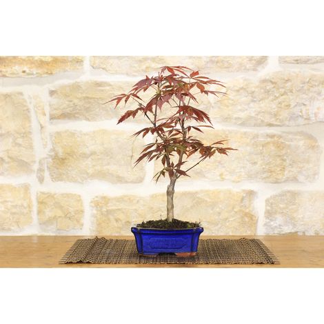 Bonsai di Acero Palmato Atropurpureum in vaso rettangolare (1/5)