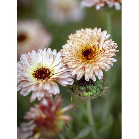 Souci des jardins 'Pygmy Buff' le sachet de 80 graines (0,8g) (1/2)