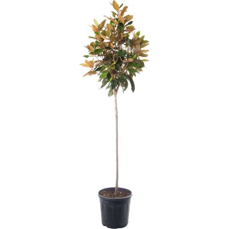 Gardenaria Magnolia 'Little Gem' - Arbusto ornamentale da giardino - Altezza: 50/70 cm (vaso19)