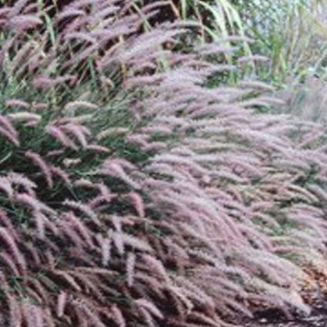 4 x Herbe aux écouvillons - Pennisetum viridescens - godet 9x9