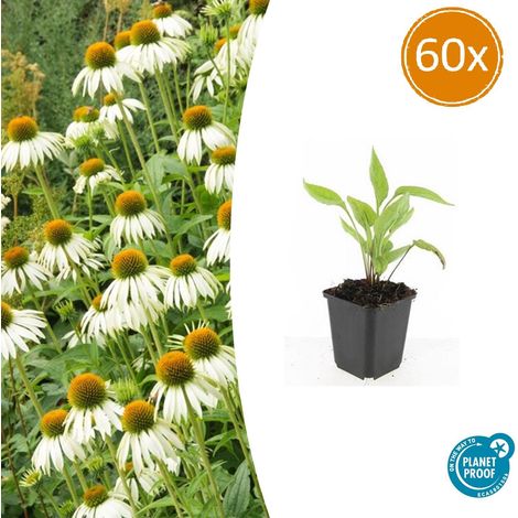 Lot de 60 Echinacées 'White Swan' Rudbeckie Blanche pour Bordure et Jardin Hauteur 10-25 cm Ø 9 cm - PANGIVO (1/5)