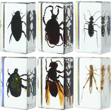 Lot de 6 Spécimens D'insectes en Résine Solide pour Collection et Affichage, Fiabilité Assurée Styles Différents Adaptés la Décoration (1/5)