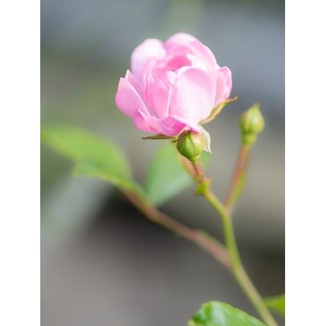 Rosier tige 'The Fairy' Racines nues en motte, Tige, Tige de 90/120 (1/2)