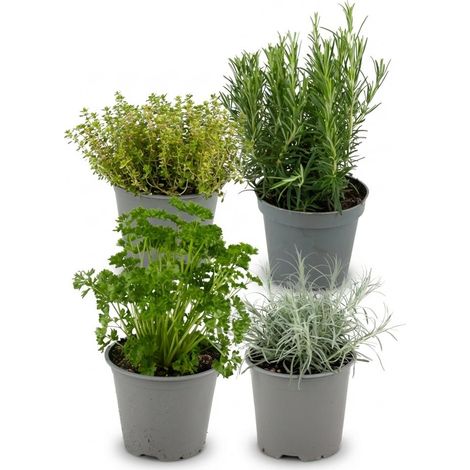 Lot de 4 Herbes Aromatiques Italiennes pour Cuisine - Basilic Origan Thym Romarin - Ø 12 cm - PANGIVO