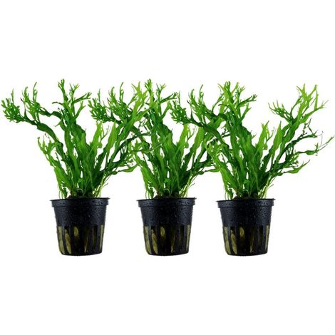 Aquarium Pflanze 3 Stück Microsorum pteropus 'Windelov' Wasserpflanze Topf Nr.308B Set