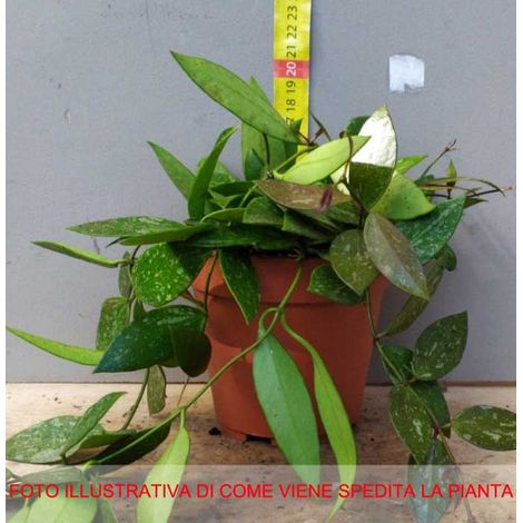 HOYA GRACILIS FIORE DI CERA VASO 12CM