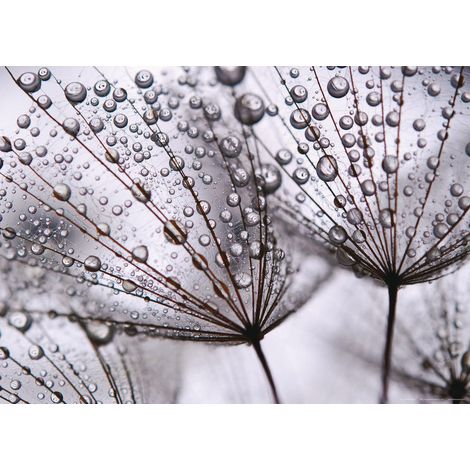 After rain, photo murale intissée, 155x110 cm, 1 part (1/3)