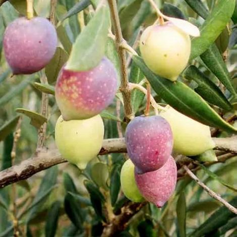 PIANTA DI ULIVO PIANTONE DI MOGLIANO in vaso 20/fitocella età 2/3 anni