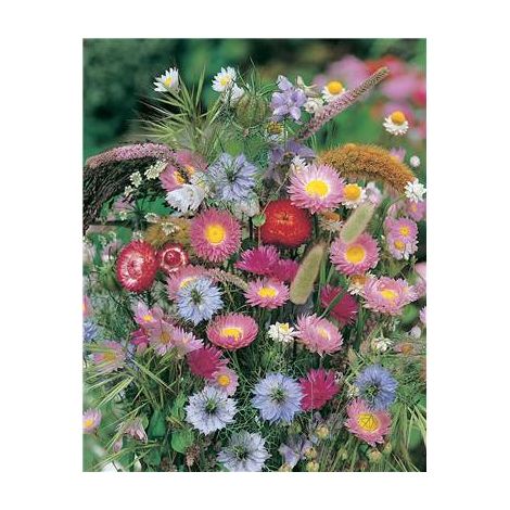 MELANGE BOUQUETS SECS - 2 G - Graines