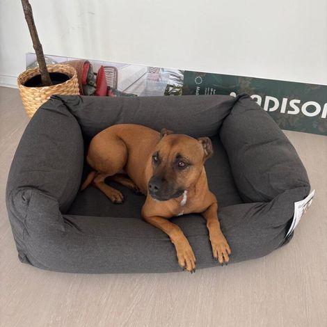 Lit pour chien MEDIUM - MADISON Série Royale (1/3)