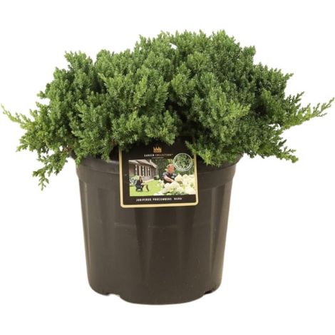 Genévrier rampant Nana - Juniperus procumbens Nana 30/40cm Pot 8L