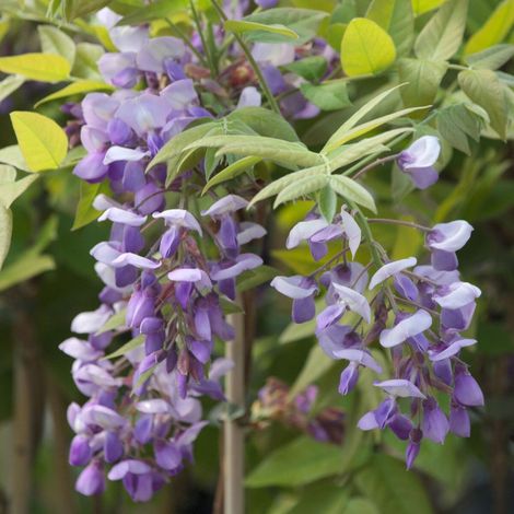 Glycine soyeuse Okayama/Pot de 2L - Tuteur bambou 60/90 cm