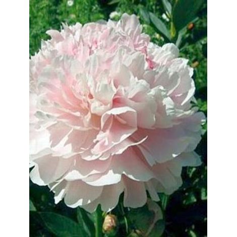 Pivoine de Chine 'Shirley Temple' Souche 3/5 yeux (1/2)