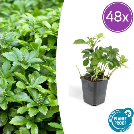 Lot de 48 Pachysandra terminalis Green Carpet Couvre-sol Persistant Pot Ø 9 cm H10-25 cm - PANGIVO (1/5)