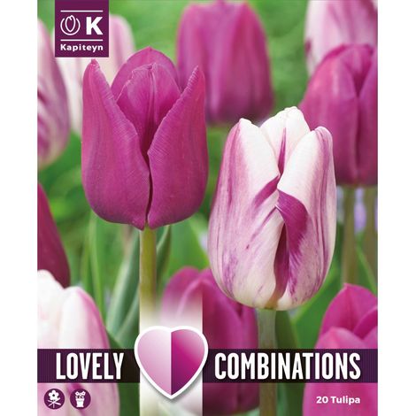 Bulbi Autunnali di Tulipano Combi Purple & White confezione 15 pz KAPITEYN