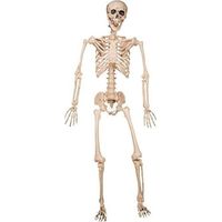 Décoration d'Halloween My Other Me 120 cm Squelette