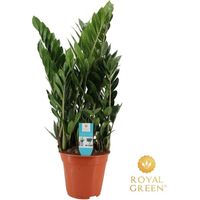 Zamioculcas Plante d’Intérieur Décorative Feuillage Vert Pot 21 cm Hauteur 75 cm - PANGIVO