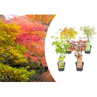 Lot de 4 érables japonais Acer palmatum – Orange Dream, Going Green, Butterfly, Atropurpureum – Hauteur 25-30 cm – Pot 10,5 cm