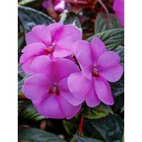 Balsamine, Impatience 'Sunpatiens Vigorous Lavender' Mini-motte Ø 3/4 cm (par 5)