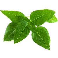 Click and Grow - Smart Garden Refill 3-pack Thai Basil