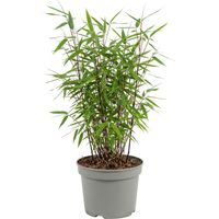 Bloomique - Fargesia Red Dragon - Bambou rouge - Non envahissant - Rustique - Persistant - Plante haie - Plante de Jardin - 50-70 cm haut - Pot 17 cm