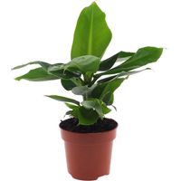 Bananier Nain Musa Oriental Dwarf - Plante d'Intérieur Tropicale - Pot Ø 12 cm - 25-35 cm - PANGIVO