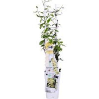 Trachelospermum 'Star of Toscana' Plante Grimpante Fleurie Jaune Pot 15 cm Hauteur 65 cm - PANGIVO