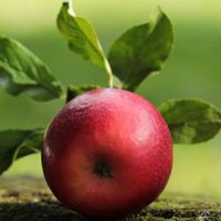 Pommier colonnaire Red Sensation/Pot de 7,5L - 80/100 cm