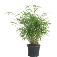 Bloomique - Fargesia Rufa - Bambou - Non traçant - Rustique - Persistant - Plantes de jardin - Hauteur 40-60 cm - Pot 17 cm