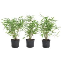 Lot de 3 bambous Fargesia rufa non traçants – Persistants 20-30 cm – Pot de 10 cm – Résistants à l'hiver pour jardin et balcon