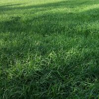 Ray-grass italien 25 kg tétrapl. Lolium multiflorum graminées fourragères, foin, ensilage