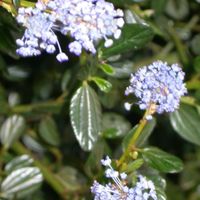 Céanothe, Lilas de Californie rampante/Pot de 5L