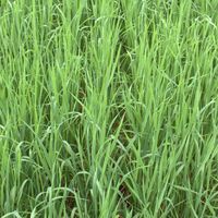 Avoine rude (Avena strigosa) / avoine maigre 25 kg