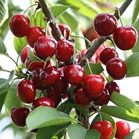 400 Cherry Tree Seeds Fruit Trees for Home Gardens Cherry Seeds, Fruit Tree Seeds